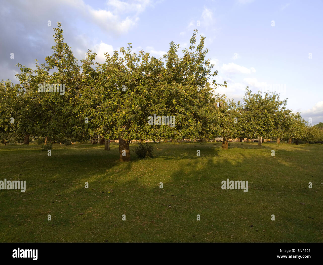 Ein Obstgarten mit gepflegten Reifen Apfelbäume im Morgenlicht Roggen ausländische East Sussex Stockfoto