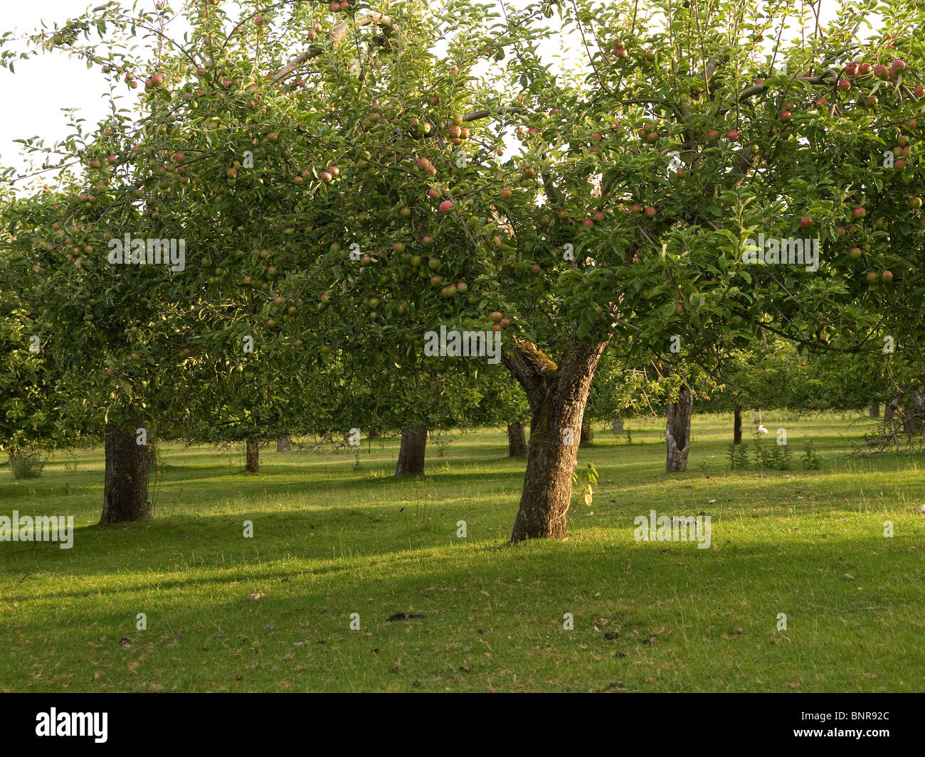 Ein Obstgarten mit gepflegten Reifen Apfelbäume im Morgenlicht Roggen ausländische East Sussex Stockfoto