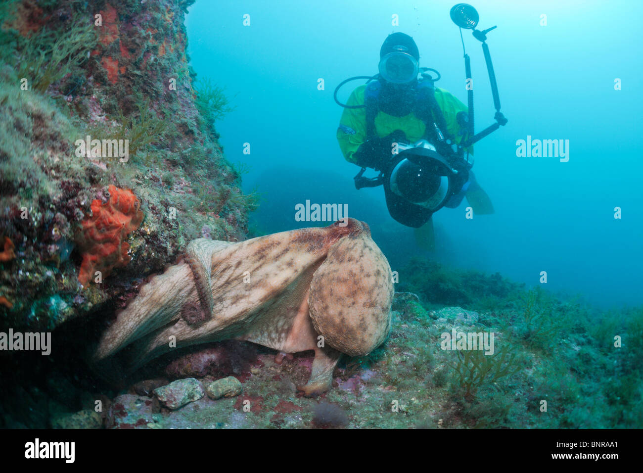 Gemeinsamen Oktopus und Underwaterphotographer, Octopus Vulgaris, Cap de Creus, Costa Brava, Spanien Stockfoto