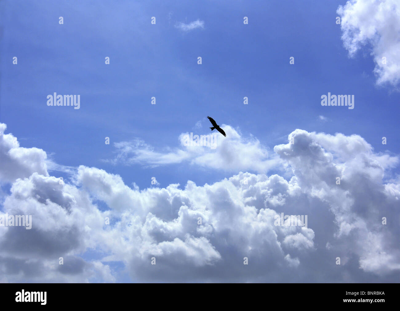 Adler am Himmel Stockfoto