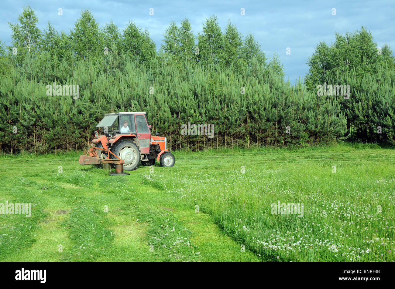 Heuernte auf Land, Polen. Polieren Sie Ursus 3512 Schlepper mit rotary Rasenmäher (auch genannt Trommelmäher) Stockfoto