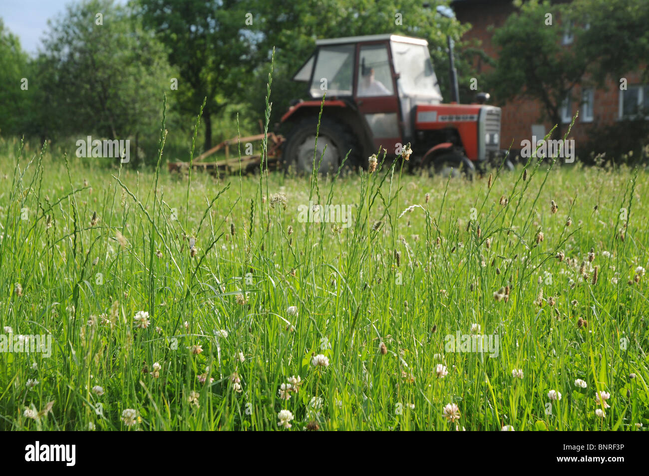 Heuernte auf Land, Polen. Polieren Sie Ursus 3512 Schlepper mit rotary Rasenmäher (auch genannt Trommelmäher) Stockfoto