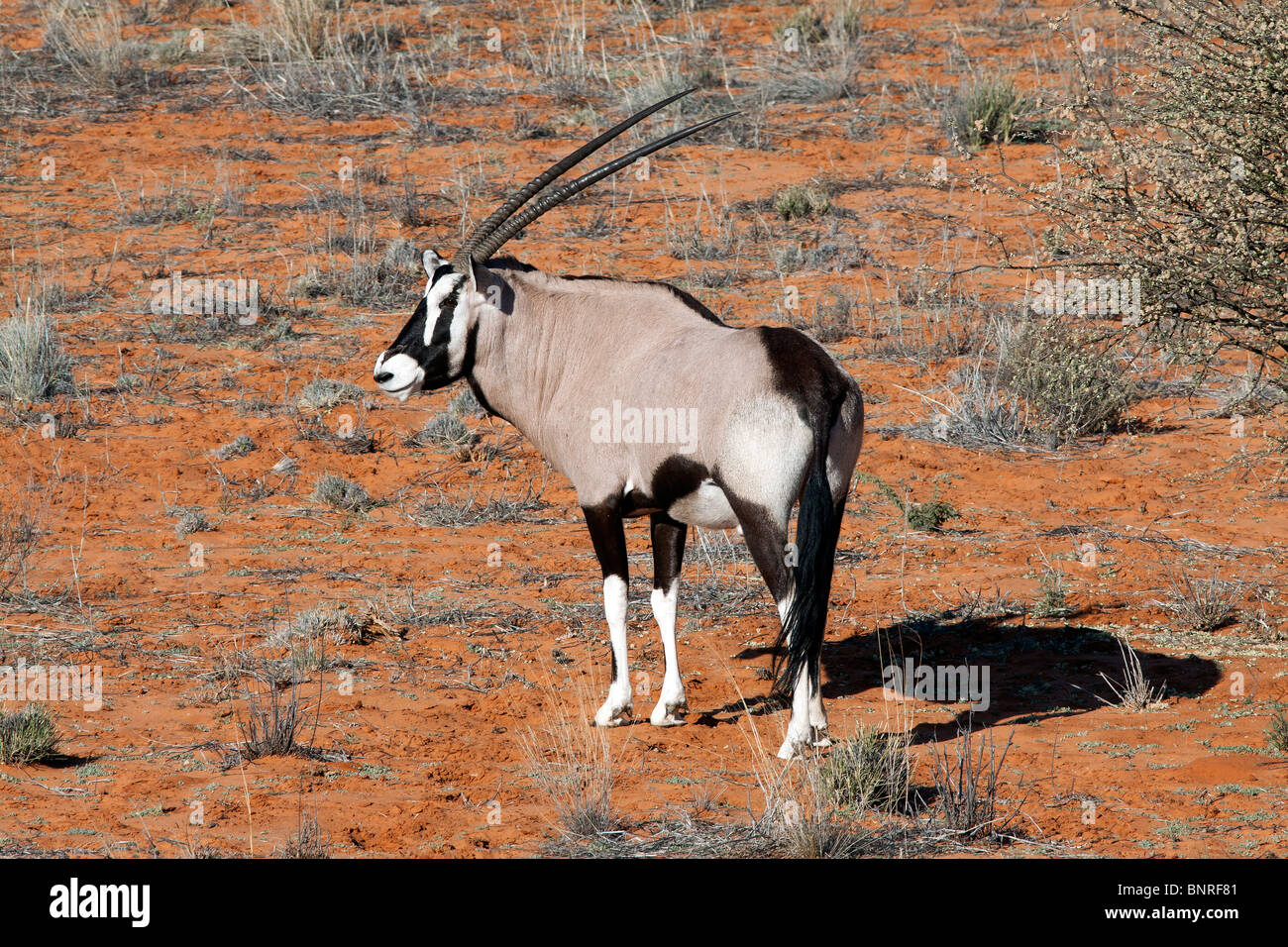 Oryx auf einer roten Sanddüne im Kgalagadi Transfrontier National Park in Südafrika und Botswana Stockfoto