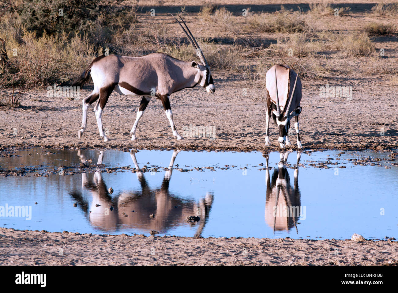 Oryx-Antilopen in einem Wasserloch im Kgalagadi Transfrontier National Park in Südafrika und Botswana Stockfoto