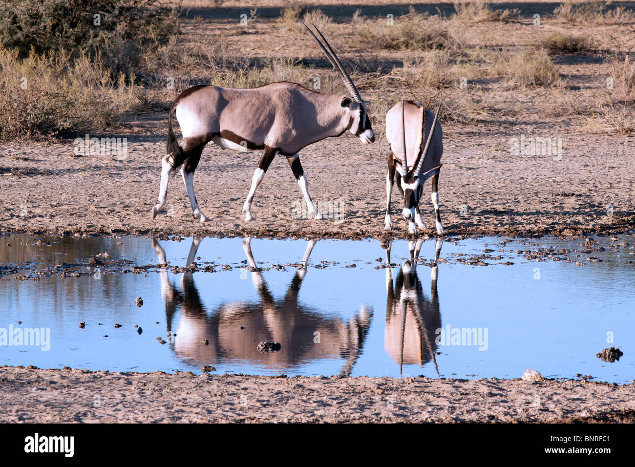Oryx-Antilopen in einem Wasserloch im Kgalagadi Transfrontier National Park in Südafrika und Botswana Stockfoto