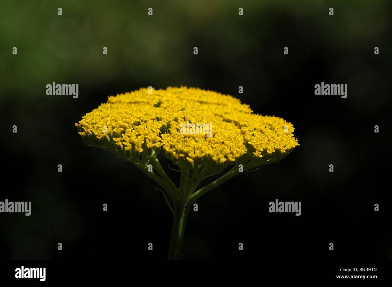 Achillea Filipendulina Klg Fernleaf Schafgarbe Stockfoto