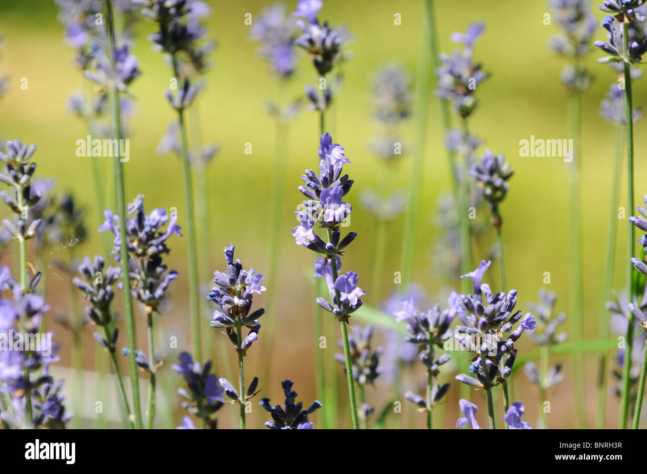 Lavandula Angustifolia P. Mühle. (auch Lavandula Spica oder Lavandula Vera) - englischer Lavendel oder gemeinsame Lavendel Stockfoto