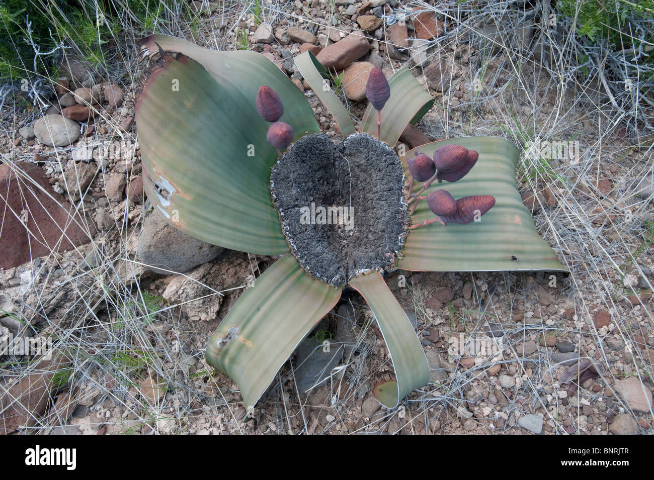 Welwitschia Mirabilis Pflanze Früchte in Palmwag Namibia Stockfoto