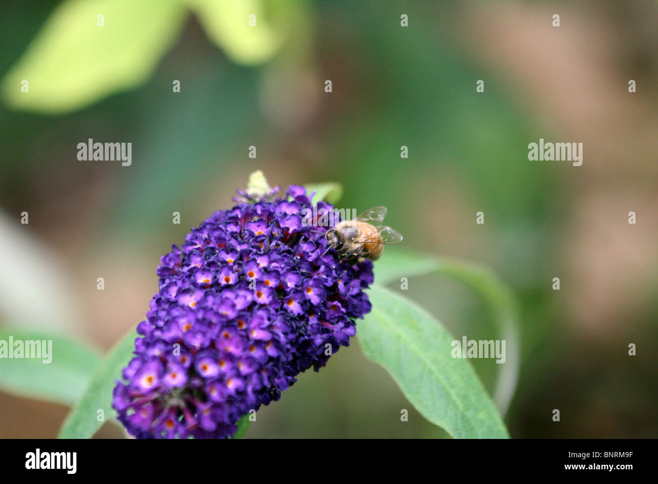 Honigbiene auf lila Buddleja Stockfoto