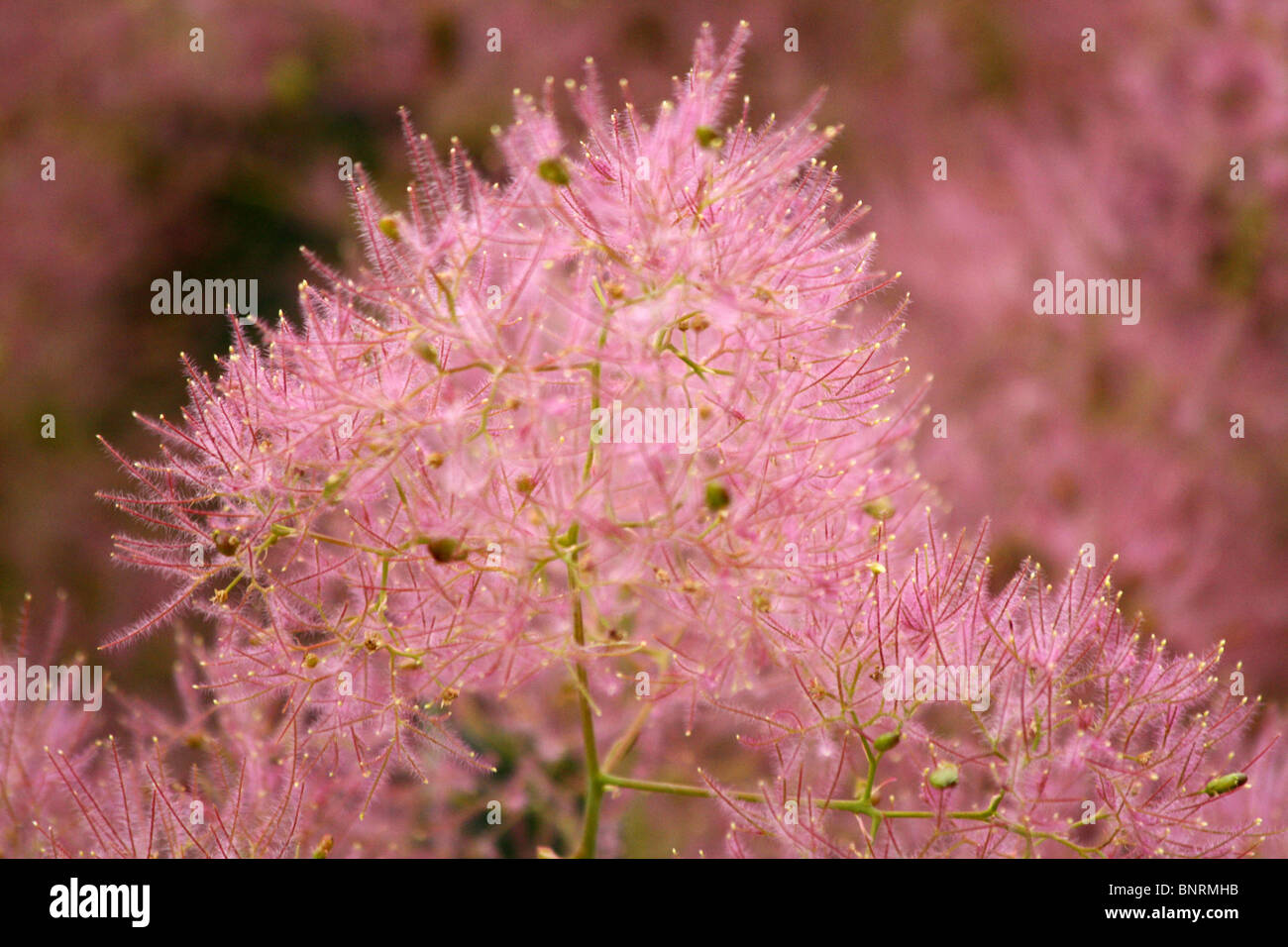 Nahaufnahme des eurasischen Smoketree Cotinus coggygria Stockfoto