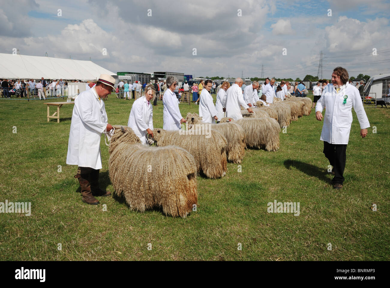 Lincoln Longwool Schafe auf der Heckington, Lincolnshire, England beurteilt zu werden. Stockfoto