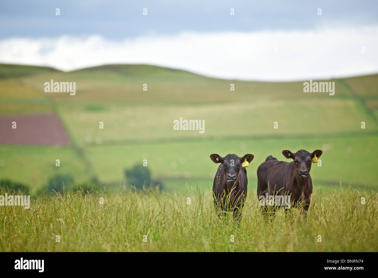 Zwei Aberdeen Angus Kälber in Weide Feld vor dem Hintergrund der aus Fokus Hills in Perthshire, Schottland Stockfoto