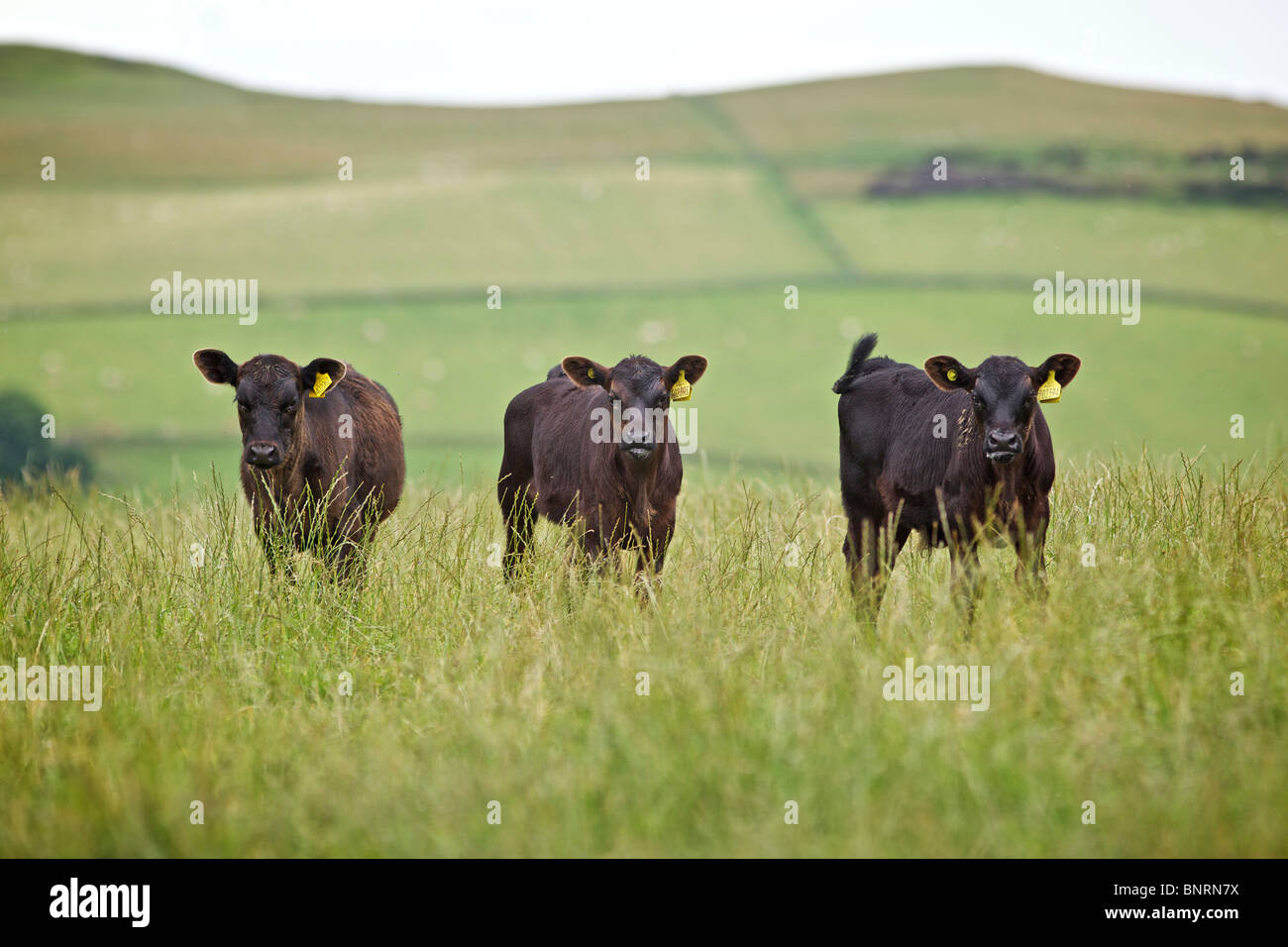 Drei Aberdeen Angus Kälber in Weide Feld vor dem Hintergrund der aus Fokus Hills in Perthshire, Schottland Stockfoto