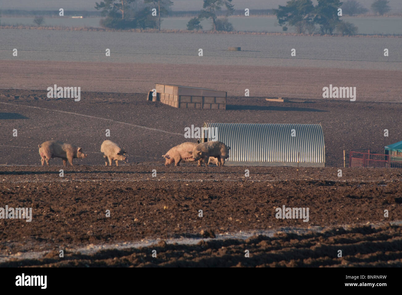 Europa; Großbritannien, England, Wiltshire, Schweinehaltung Freilandhaltung Stockfoto