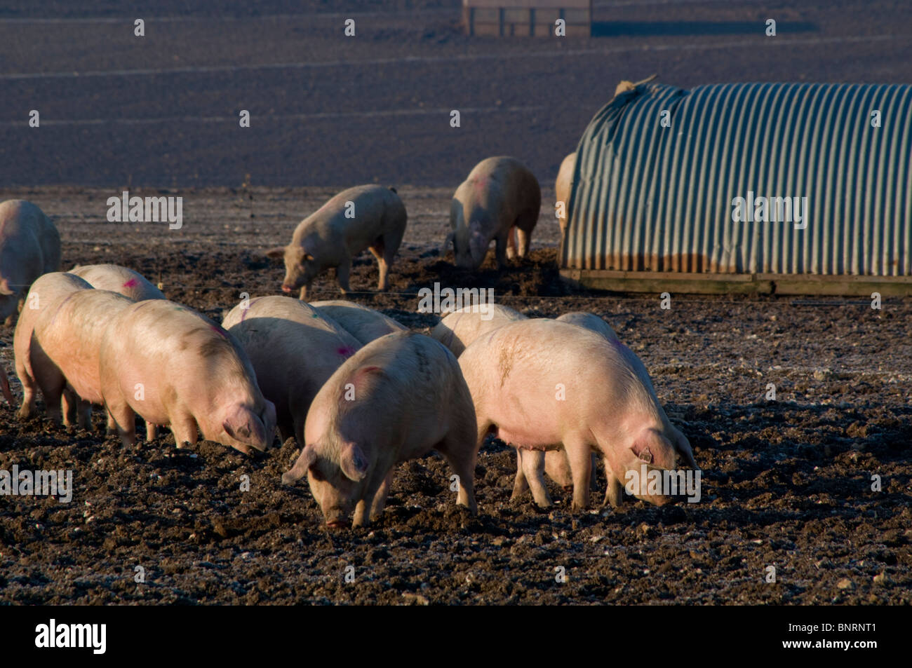 Europa; Großbritannien, England, Wiltshire, Schweinehaltung Freilandhaltung Stockfoto