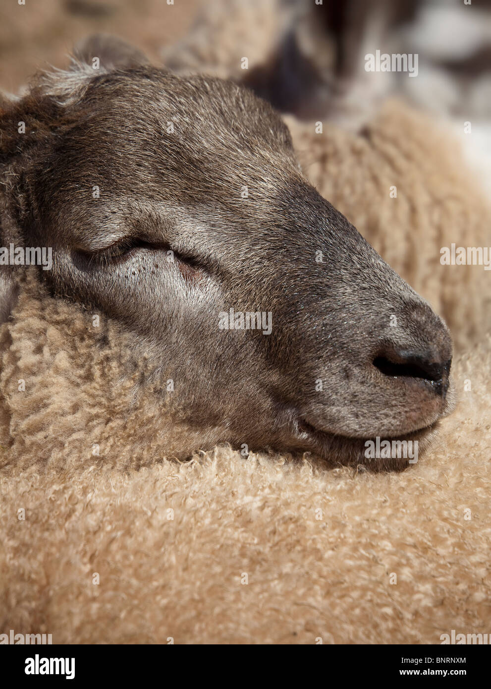 Schafe am Markt Abergavenny Wales UK Stockfoto