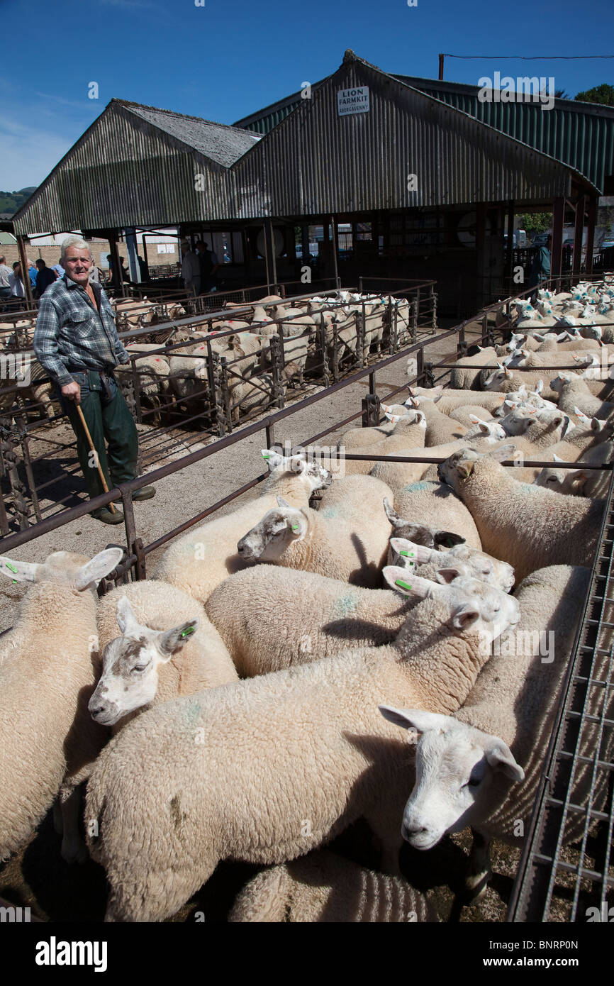 Mann mit Schafen auf dem Viehmarkt Abergavenny Wales UK Stockfoto