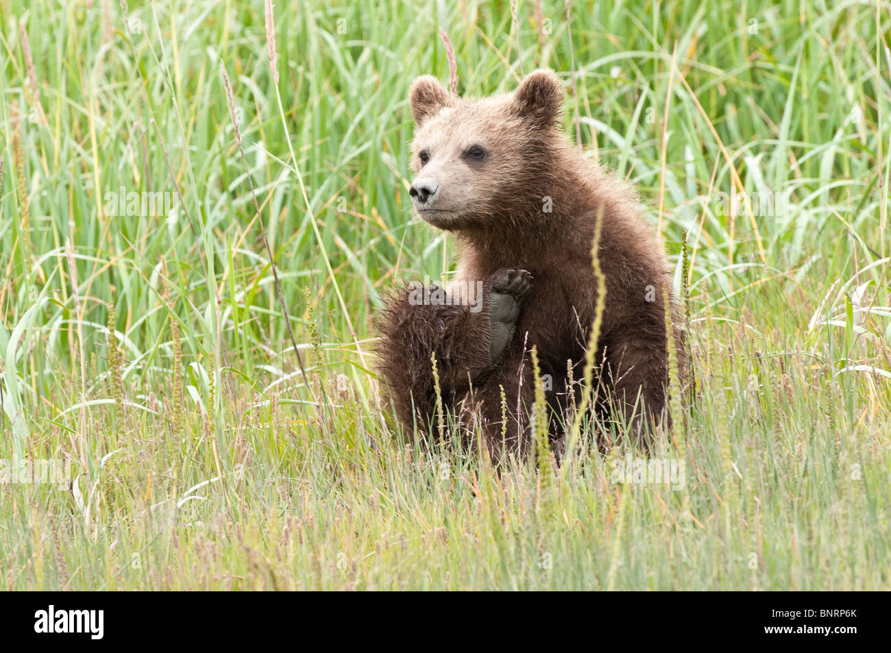 Fotoarchiv der ein Alaskan Küsten Brown Bear Cub sitzen auf einer Wiese Segge, Lake-Clark-Nationalpark, Alaska. Stockfoto