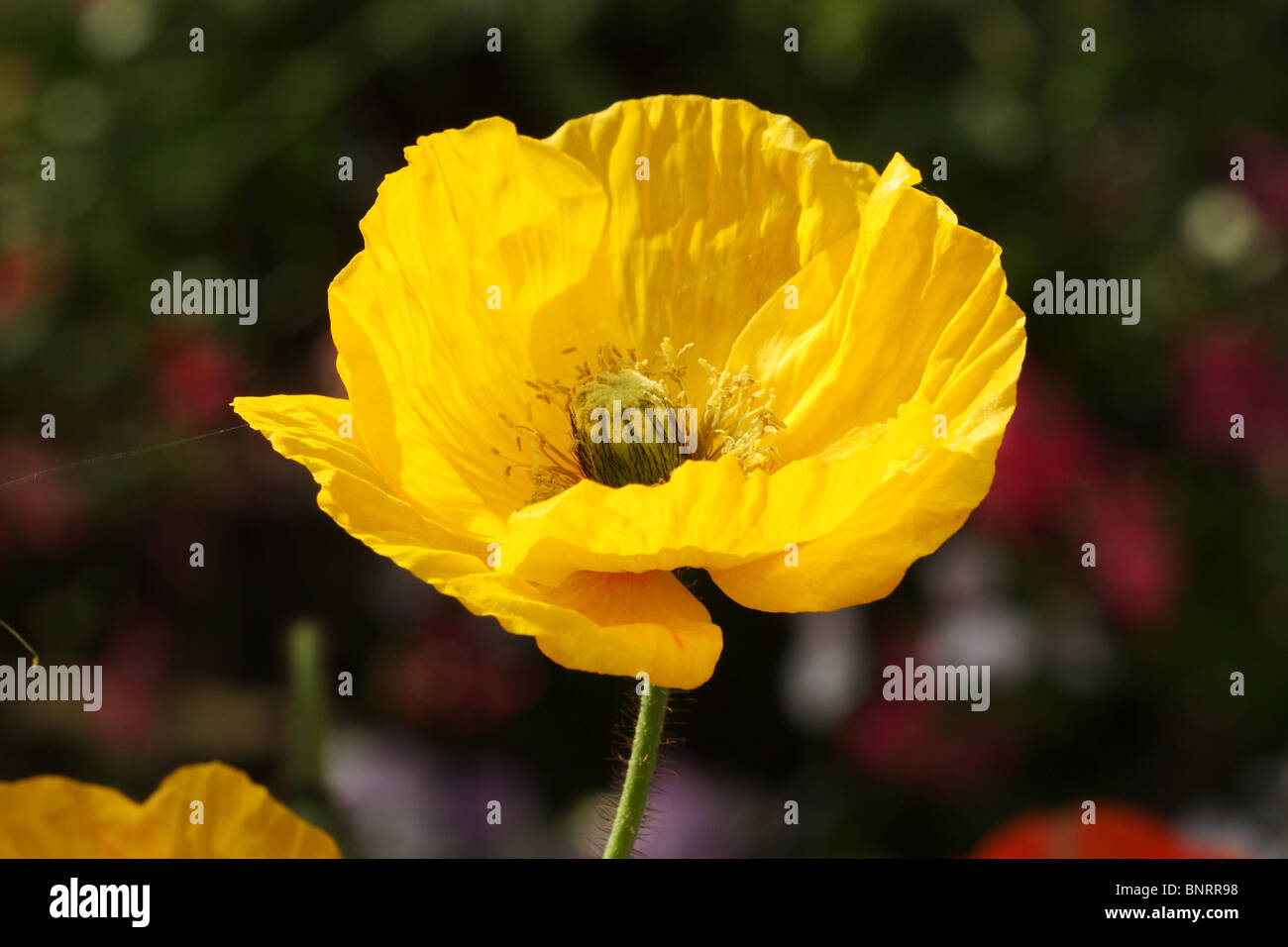 Gelbe Welsh Poppy Meconopsis Cambrica Familie Papaveraceae Stockfoto