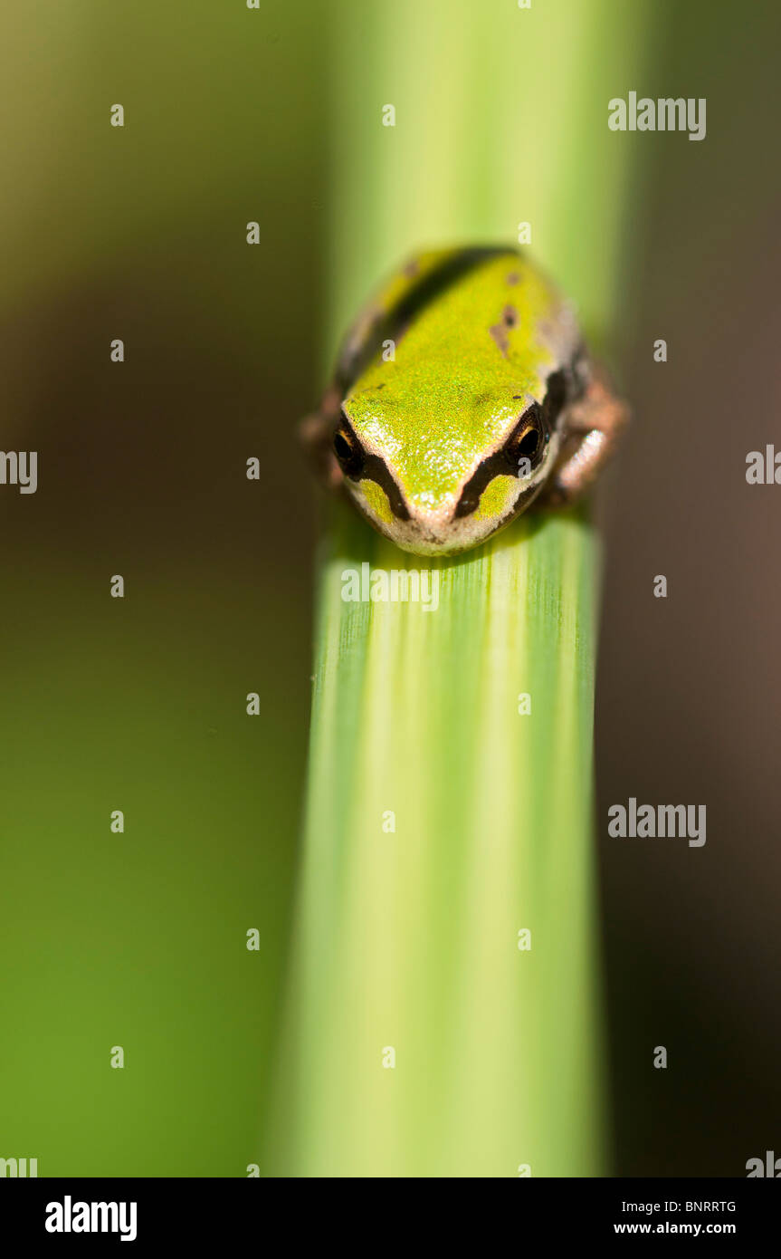 Pacific Laubfrosch (Pseudacris Regilla) auf einem Grashalm Stockfoto