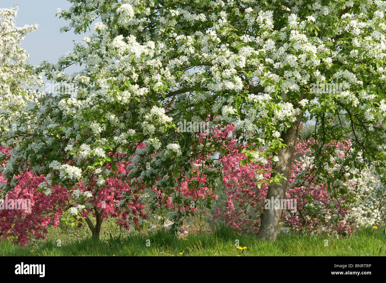 Blühende Obstbäume im RHS Garden Wisley, England. Stockfoto