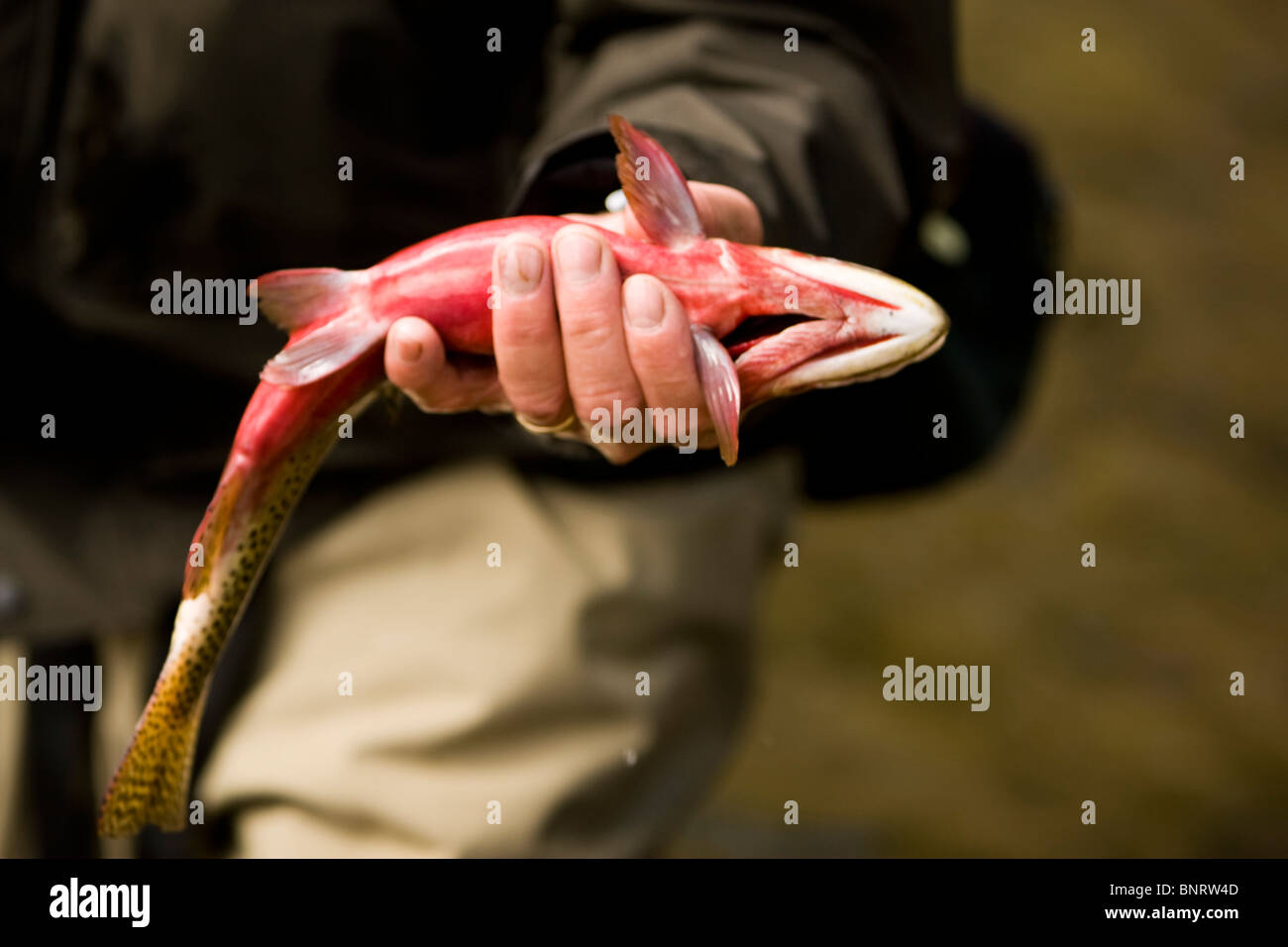 Nahaufnahme der Unterseite von einem Greenback Halsabschneider gefangen durch ein Fliegenfischer in Colorado. Stockfoto