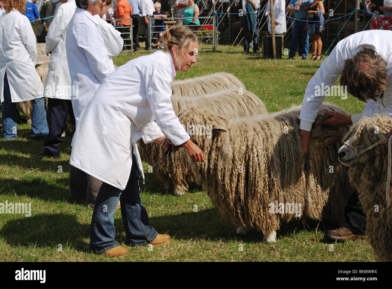 Lincoln Longwool Schafe auf der Heckington, Lincolnshire, England beurteilt zu werden. Stockfoto