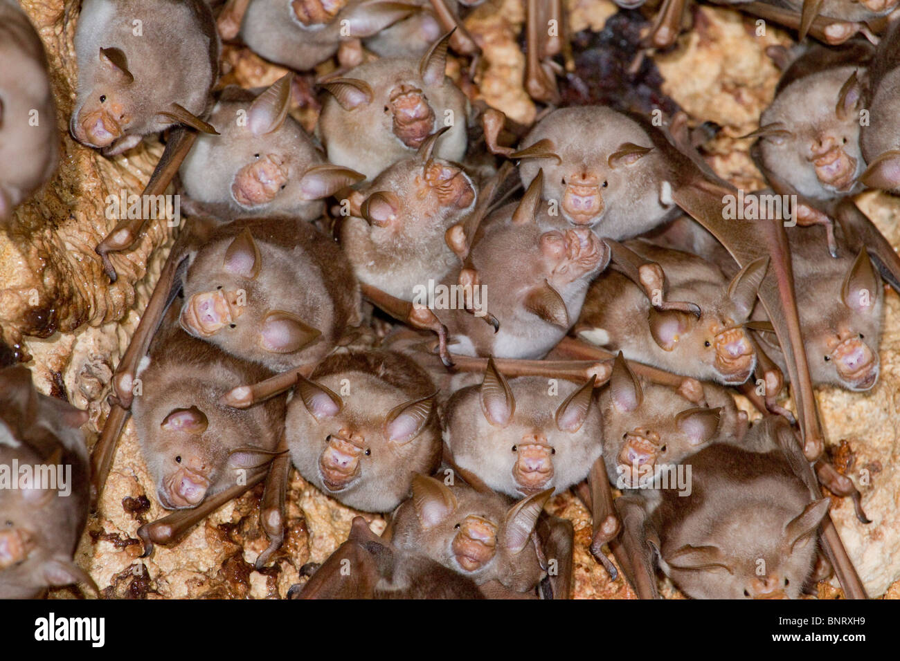 Eine Kolonie von gestreiften Fledermäusen mit Blattnasen (Hipposideros oder Macronycteris vittatus [vittata]) an der Küste Kenias. Stockfoto