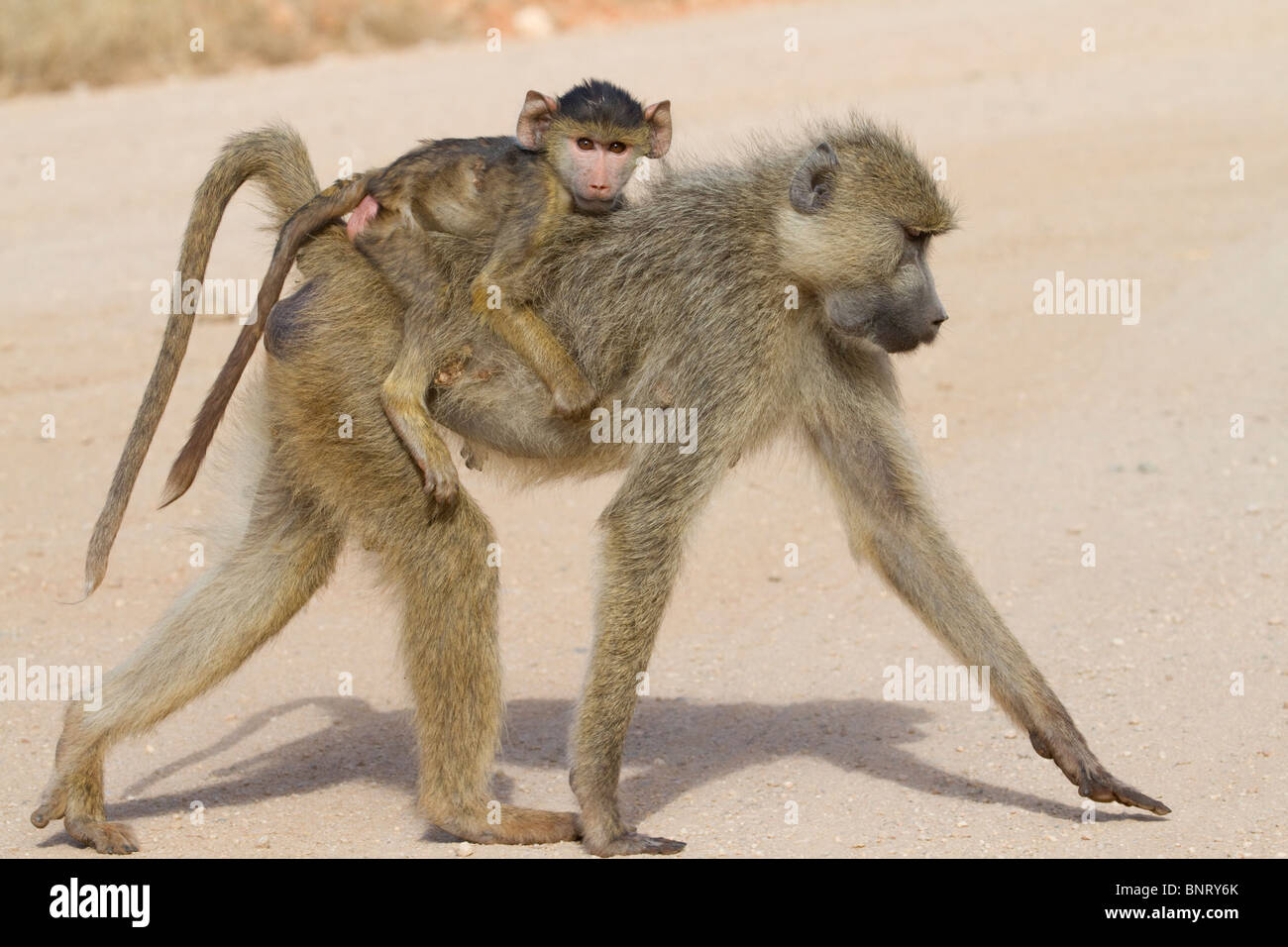 Weiblicher gelber Pavian (Papio cynocephalus) mit Baby, Tsavo East National Park, Kenia. Stockfoto