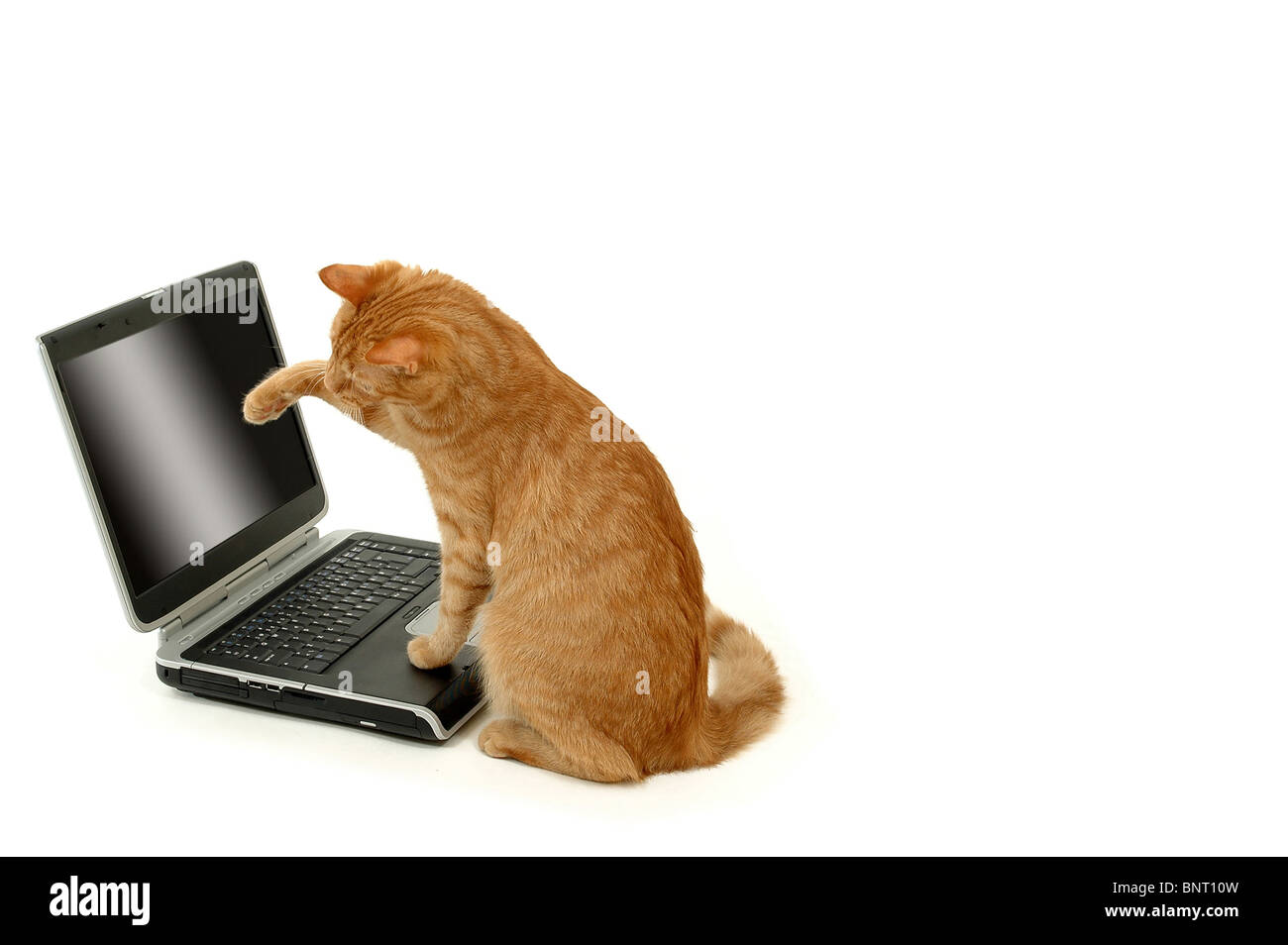 Eine Katze ist ein Laptop verwenden. Er hat seine Beine auf der Tastatur auf den Bildschirm schauen. Es sieht aus, wie es funktioniert. Weiße bg. Stockfoto