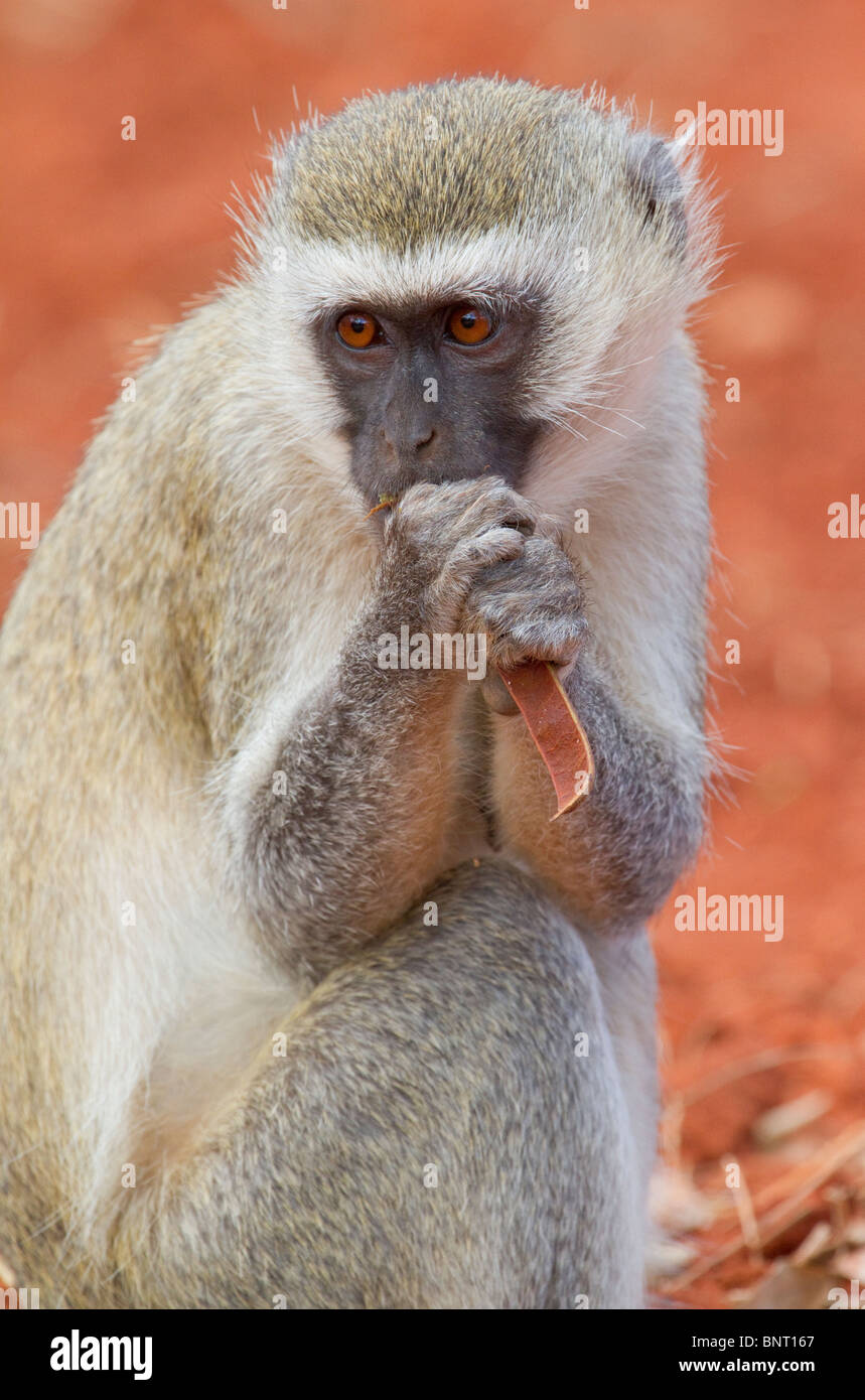 Vervet Affe (Chlorocebus pygerythrus) beim Essen, Tsavo East National Park, Kenia. Stockfoto