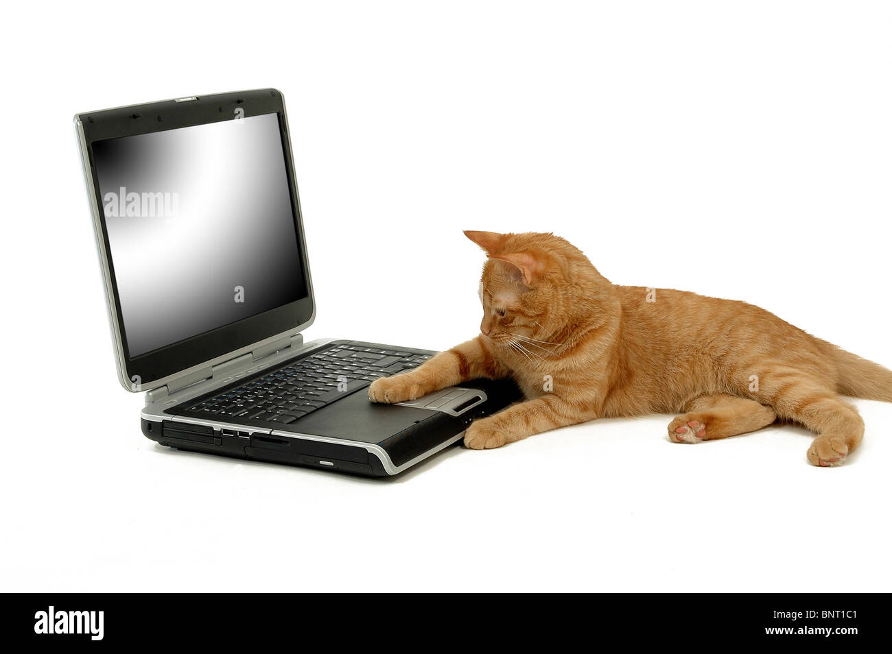 Eine Katze ist ein Laptop verwenden. Es hat ein Bein auf die Maus auf der Suche. Anscheinend interessiert, wie es funktioniert. Isoliert auf einem weißen. Stockfoto