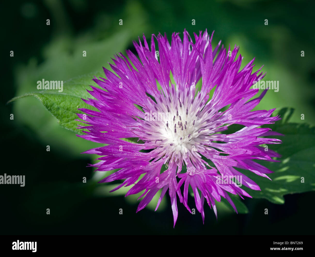 Lila Kornblume (Centaurea Dealbata Steenbergii) Stockfoto