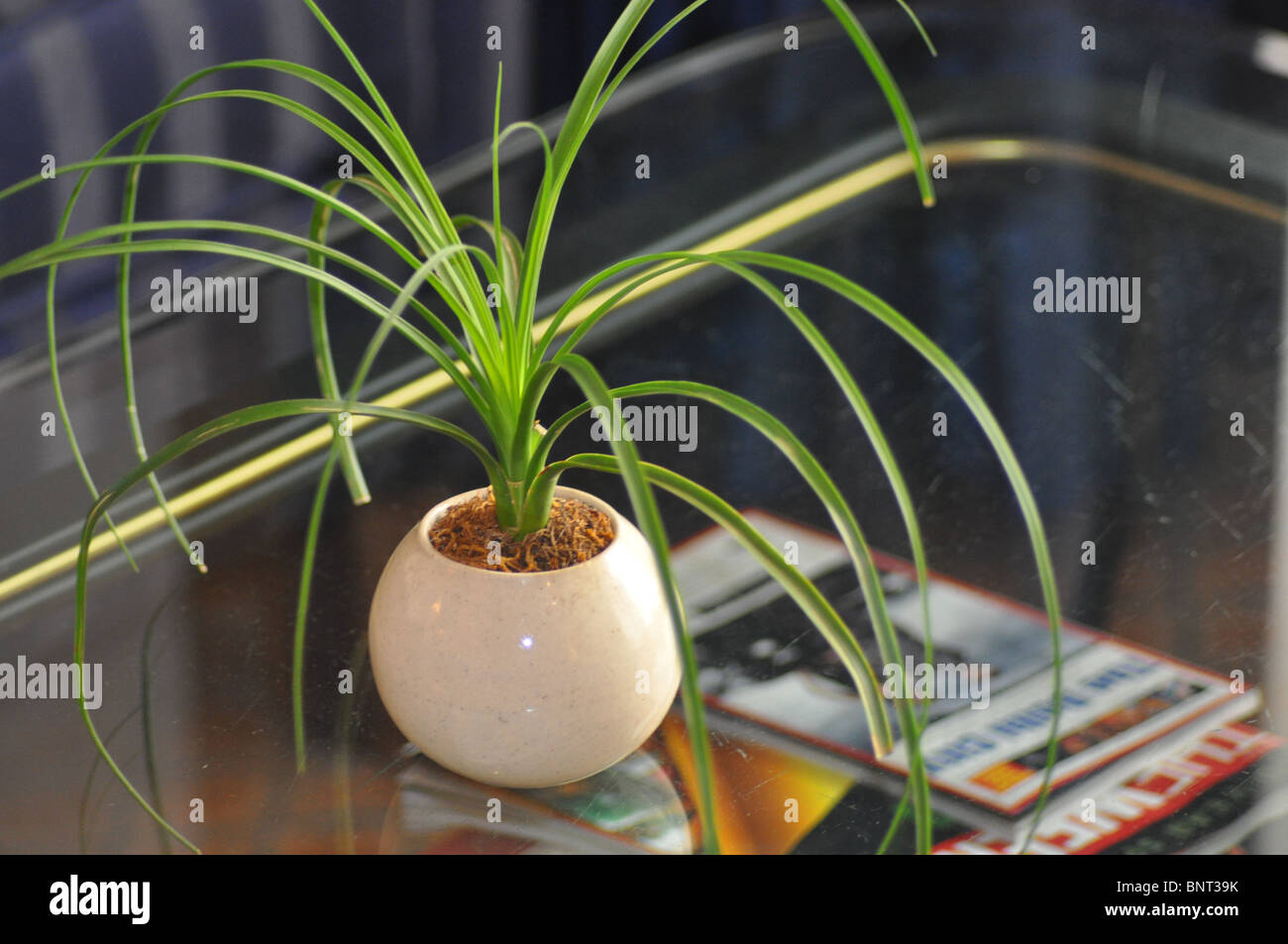 Eine majestätische indoor-Anlage, die die Schönheit von jedem Raum, offizielle oder private verbessert. Stockfoto