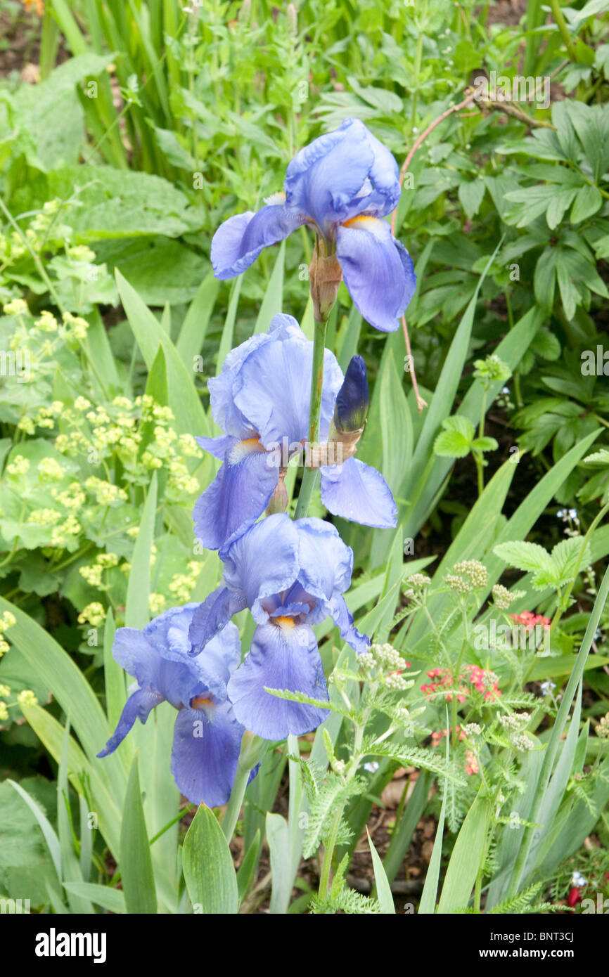 Iris 'Kelmarsh Hall' Gärten, Blumen Blume Blüte blüht Stockfoto