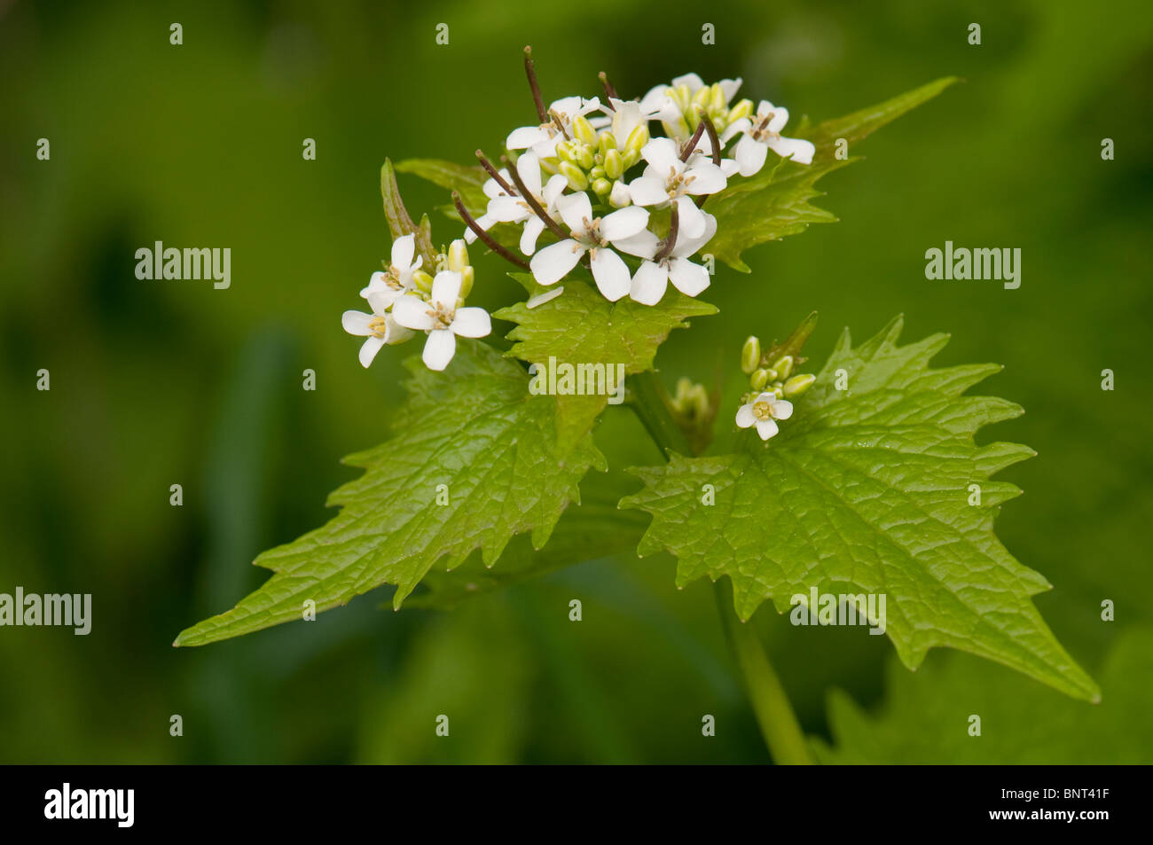 Absicherung von Knoblauch, Jack durch die Hecke, Knoblauchsrauke (Alliaria Petiolata), Blüte. Stockfoto