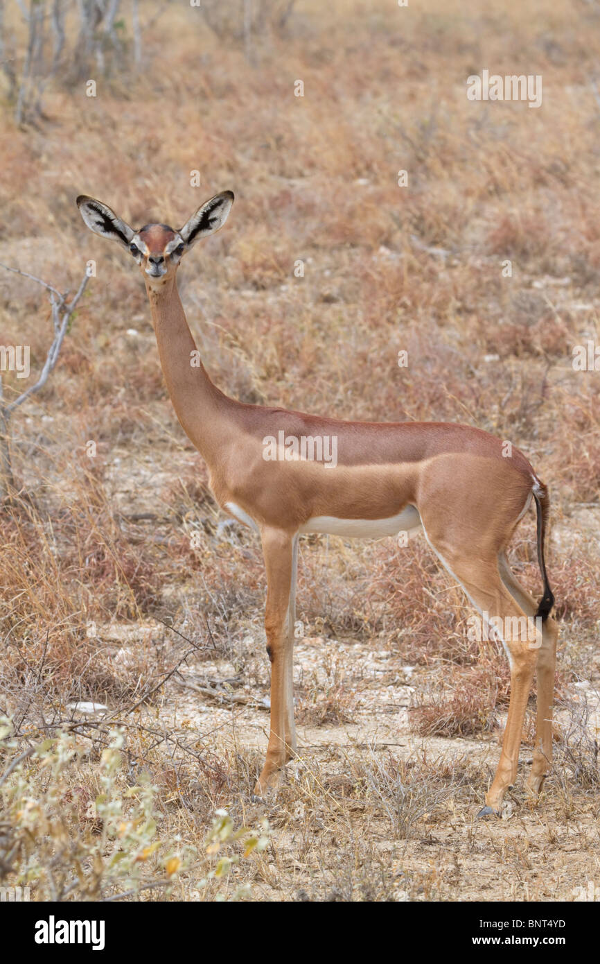 Gerenuk (Litocranius walleri), Tsavo East National Park, Kenia. Stockfoto