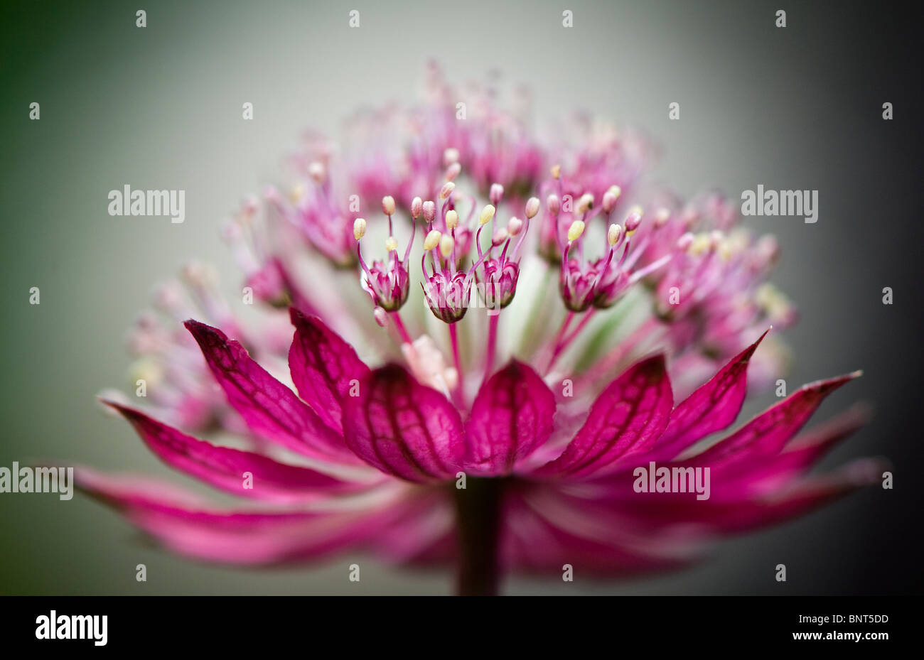 Astrantia major 'Claret' Stockfoto