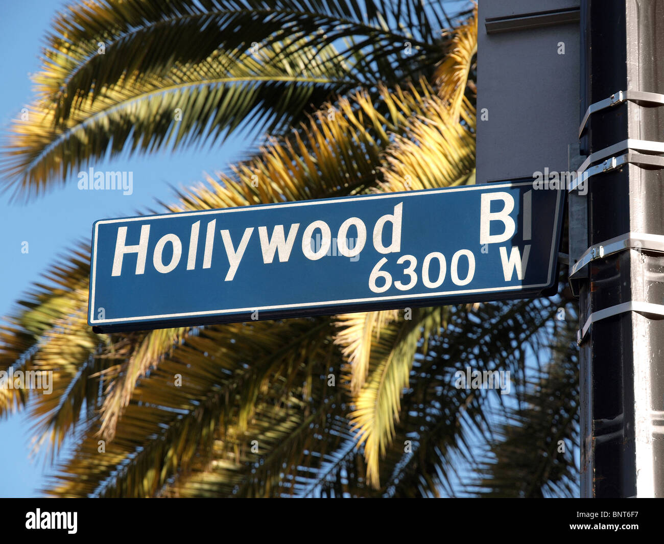 Hollywood Blvd Straßenschild mit hohen Palmen. Stockfoto