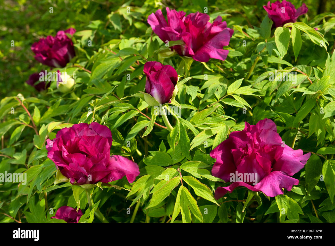 Baum Pfingstrose (Paeonia Suffruticosa Negricans), blühender Strauch. Stockfoto
