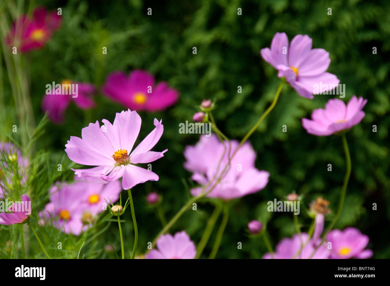 Mexikanische Aster, Cosmos bipinnatus Stockfoto