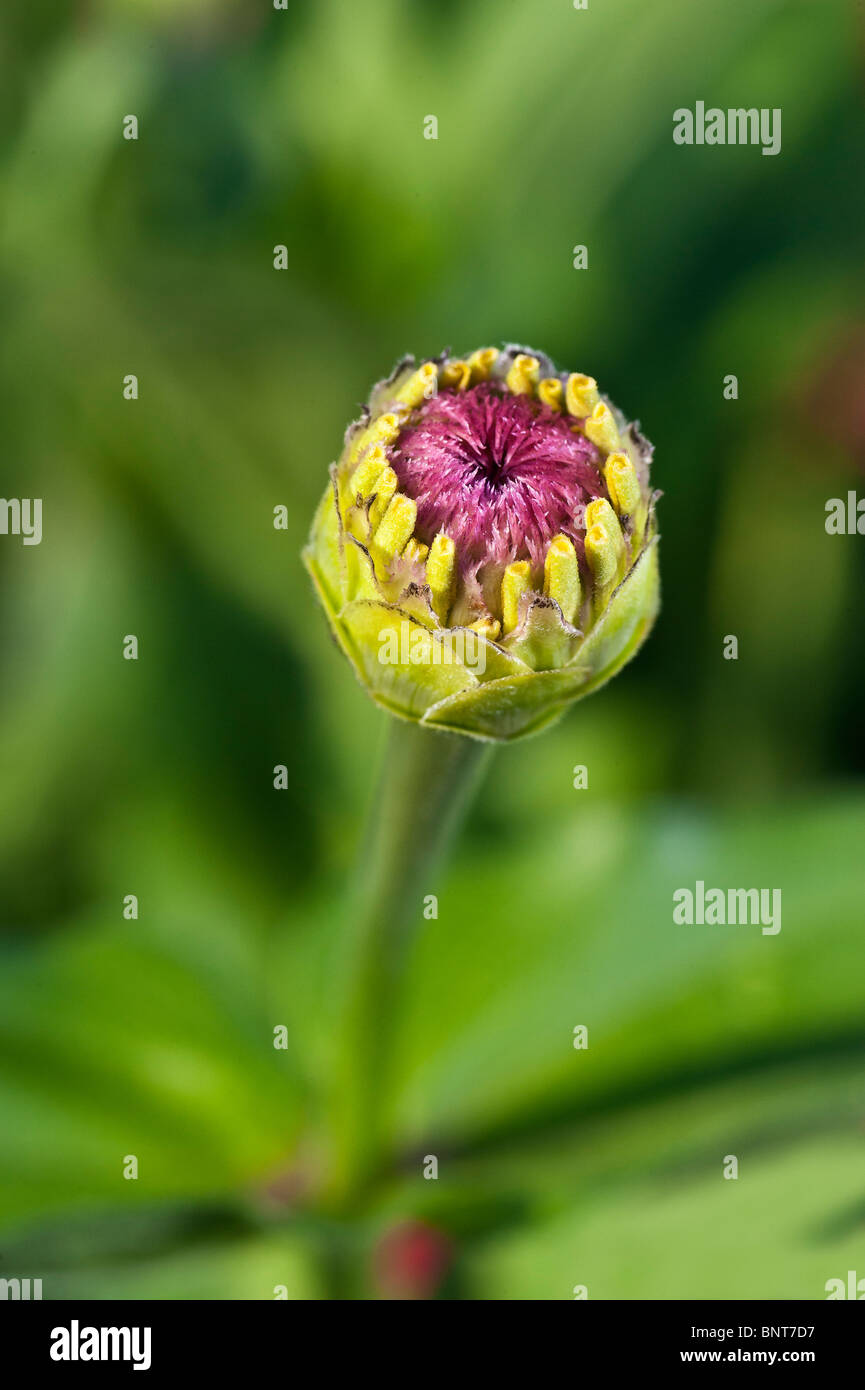 Zinnie Blütenknospe Stockfoto