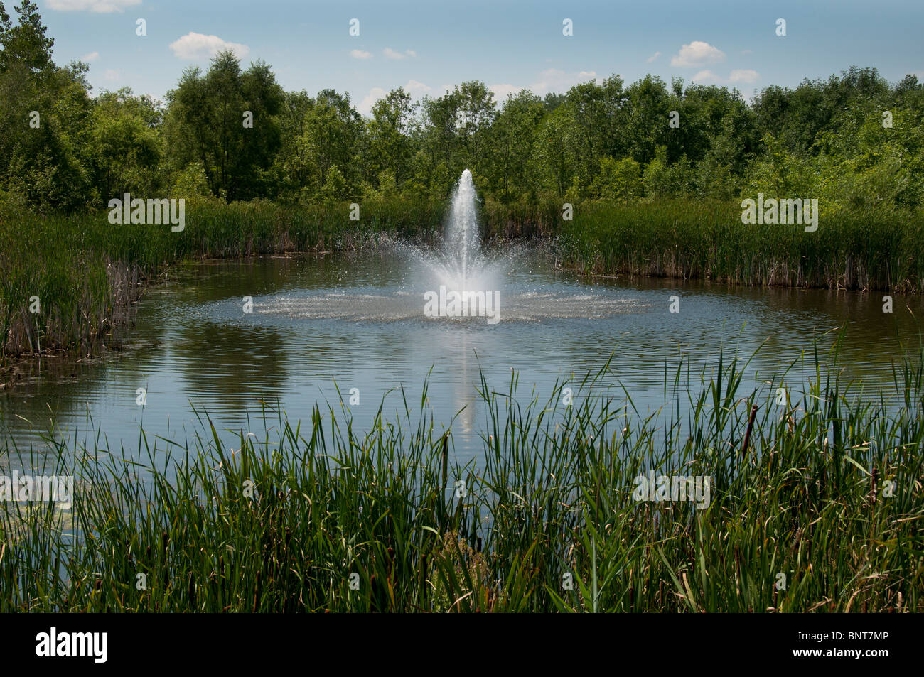 Springbrunnen im Teich. Stockfoto