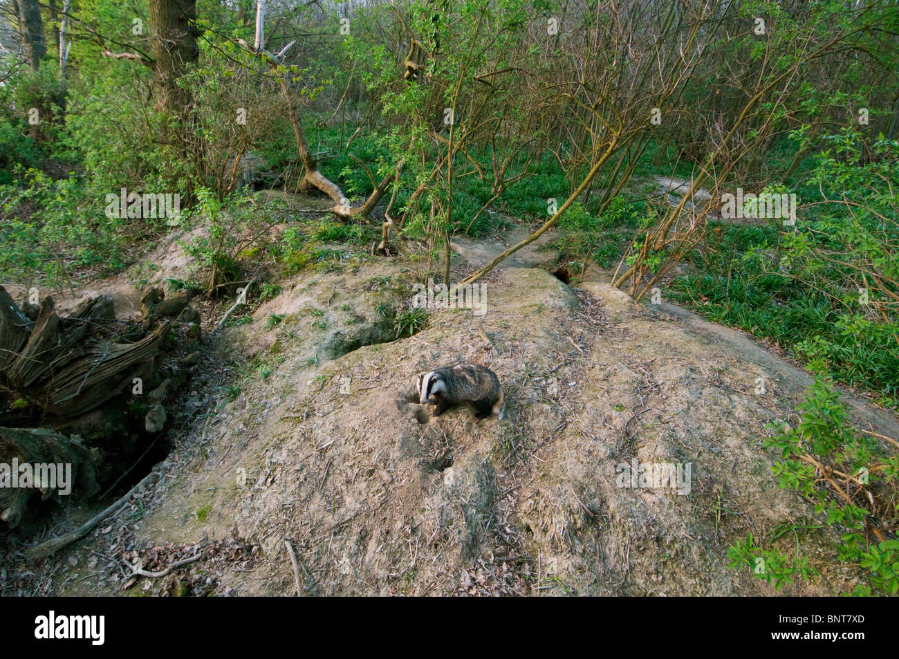 Eurasischer Dachs (Meles Meles), am Sett in Niederwald Wald, Kent, England, im Frühjahr. Stockfoto