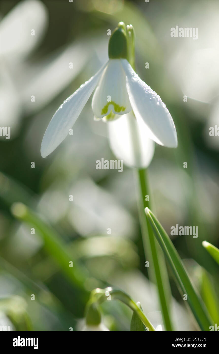 Gemeinsamen Snowdrop Schneeglöckchen (Galanthus Nivalis), blühen. Stockfoto