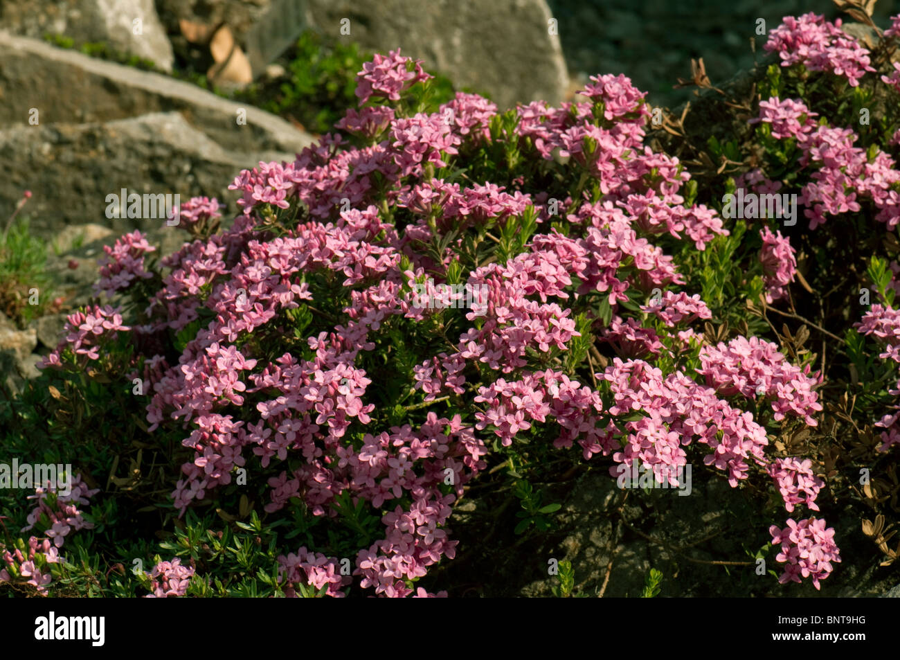 Girlande Flower (Daphne Cneorum), blühenden Busch. Stockfoto