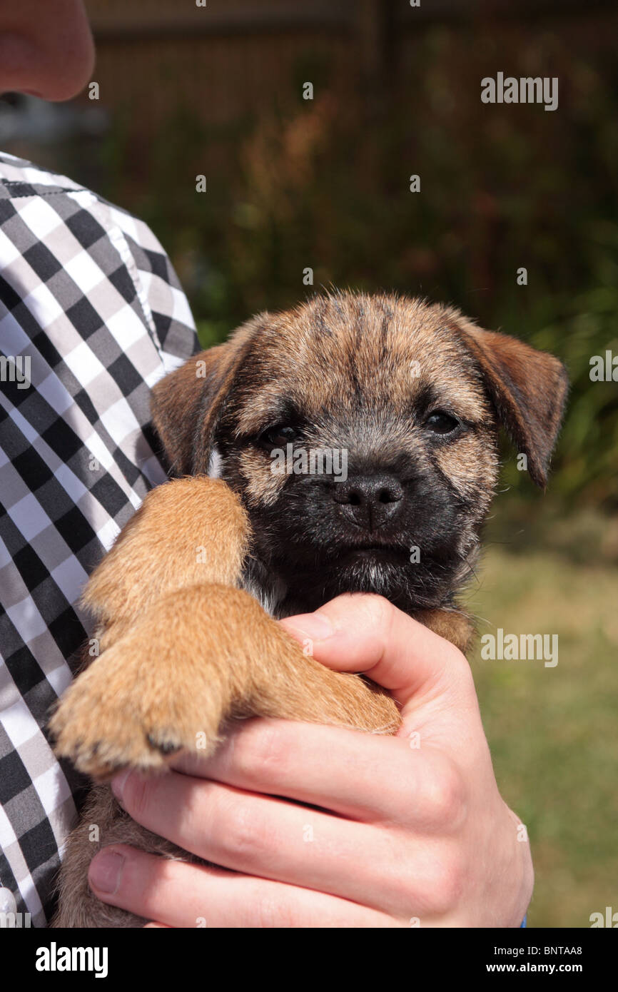 Border Terrier Welpen Stockfoto