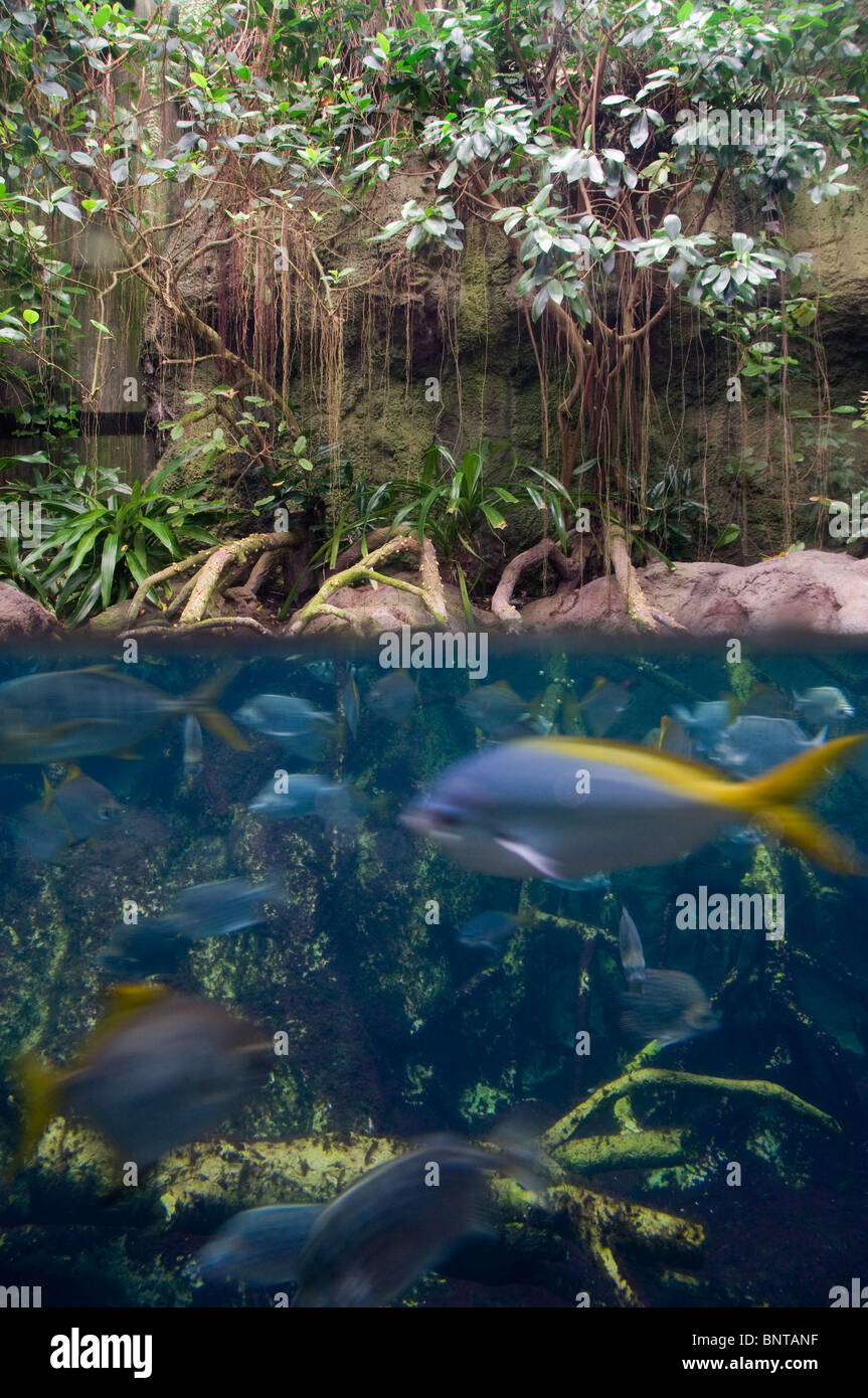 Das Aquarium in Berlin Zoologischer Garten Zoologischer Garten, Tiergarten Viertel Berlin Deutschland Stockfoto