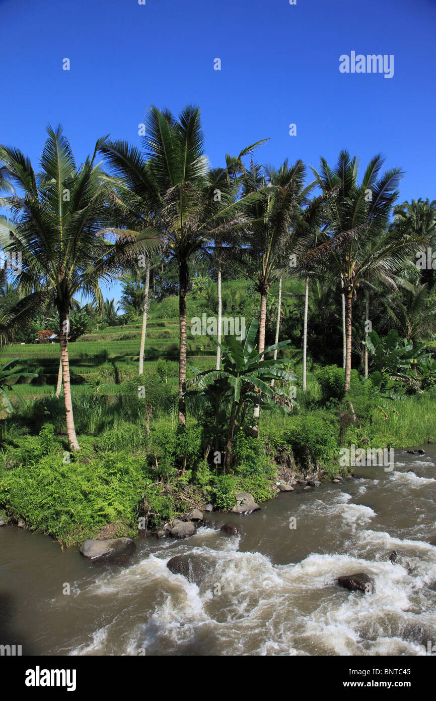 Indonesien, Bali, Sayan, Ayung River Valley, Landschaft, Stockfoto