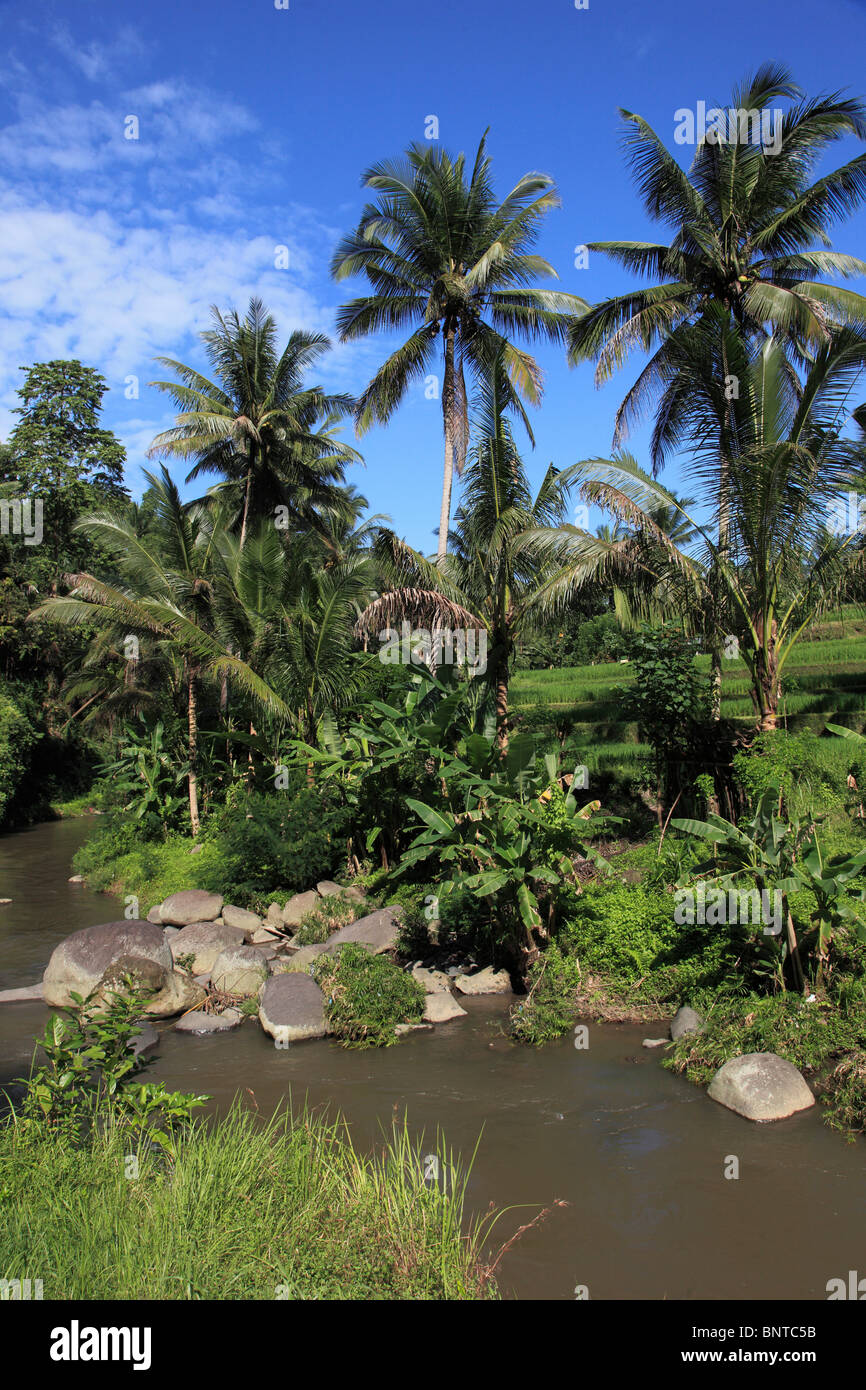 Indonesien, Bali, Sayan, Ayung River Valley, Landschaft, Stockfoto